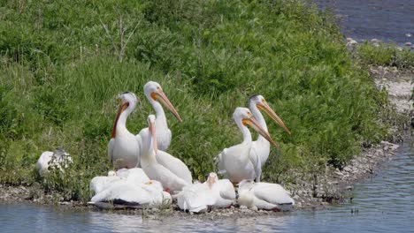 Squadron-of-large-white-Pelicans-groom-themselves-on-island-in-river