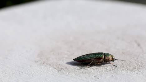 a crawling golden jewel beetle  - close up