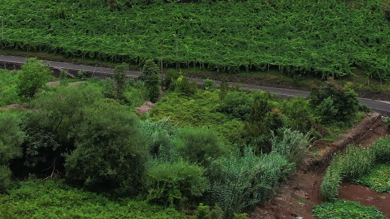 Stunning aerial view of lush greenery and winding road in Madeira, Portugal