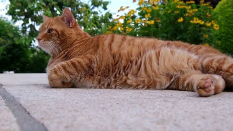 Cansado-Gordito-Naranja---Gato-De-Pelo-Rojo-Tirado-En-La-Terraza-De-Piedra-En-Un-Día-De-Verano