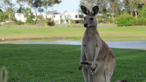 kangaroo in grassy field, looking around