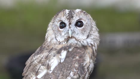 a beautiful tawny owl turns his head to stare at the camera