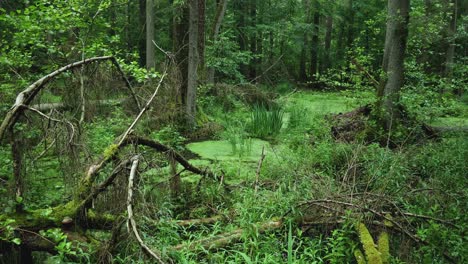 Many-fallen-trees-in-a-small-stank-in-Bialowieza-Forest,-Poland