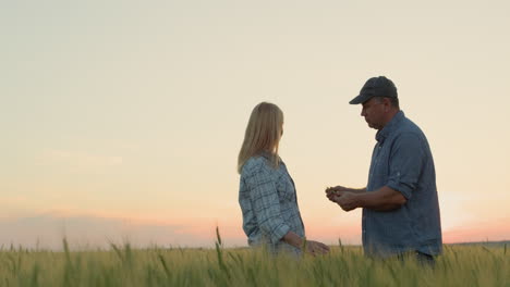 dos agricultores, un hombre y una mujer, se comunican en el fondo de un campo de trigo.