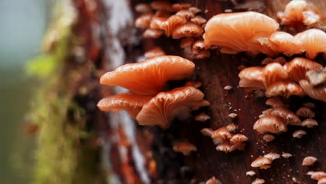 glowing rosy oysterling  mushroom