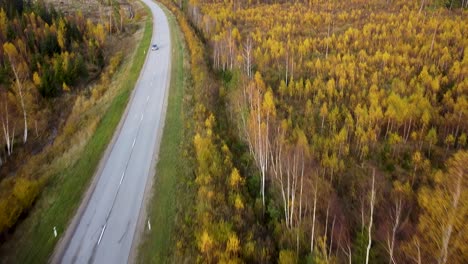 Bellas-Imágenes-Aéreas,-Volando-Sobre-El-Colorido-Bosque-Otoñal-Con-Abedules-Y-Abetos-Amarillos,-Autos-Moviéndose-En-La-Carretera,-Disparos-De-Drones-De-Gran-Angular-Avanzando,-Cámara-Inclinada-Hacia-Arriba