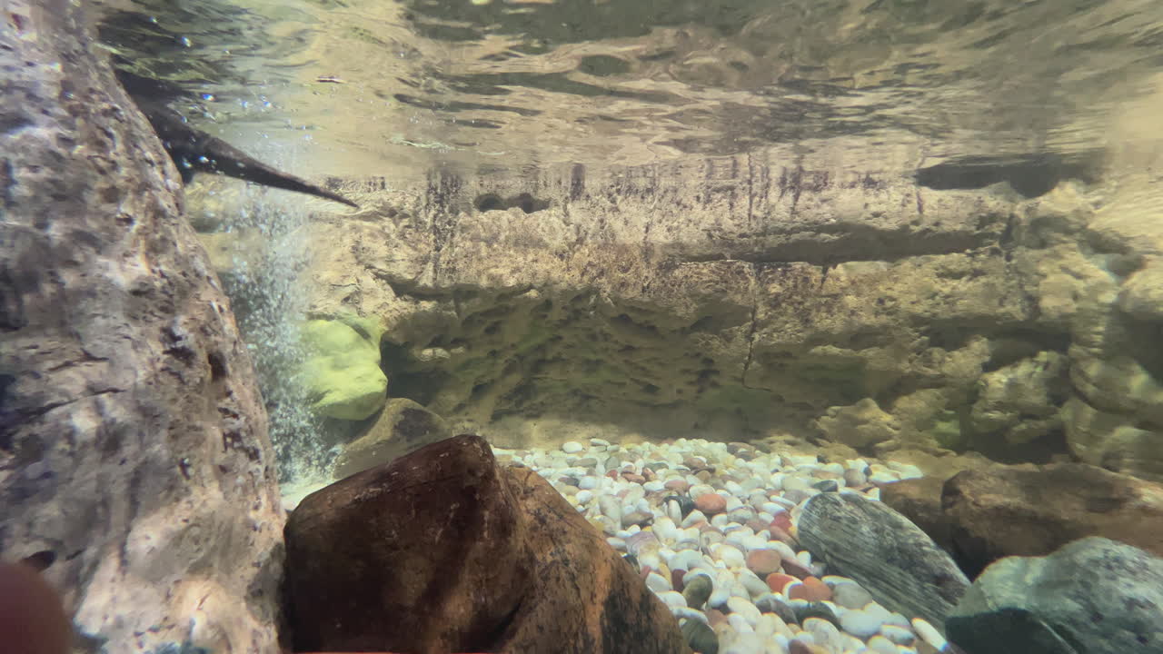 выдра в аквариуме