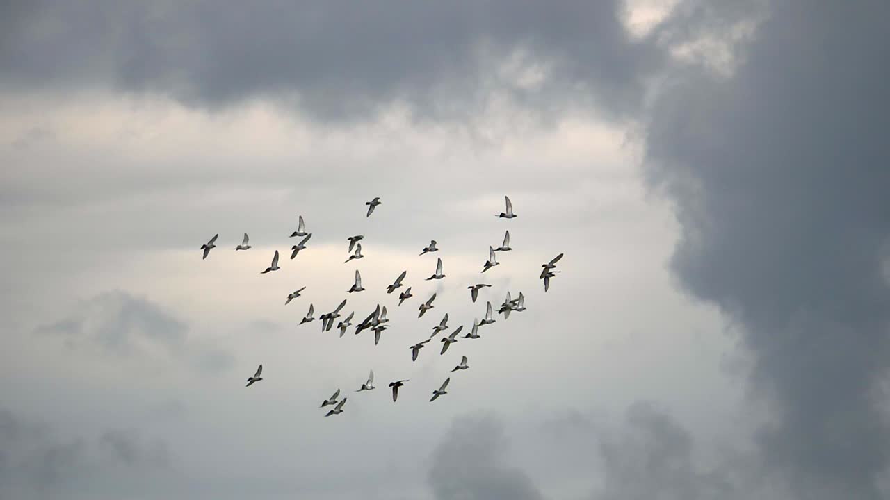 Group of wild pigeons soaring in the air during cloudy day, close up track shot