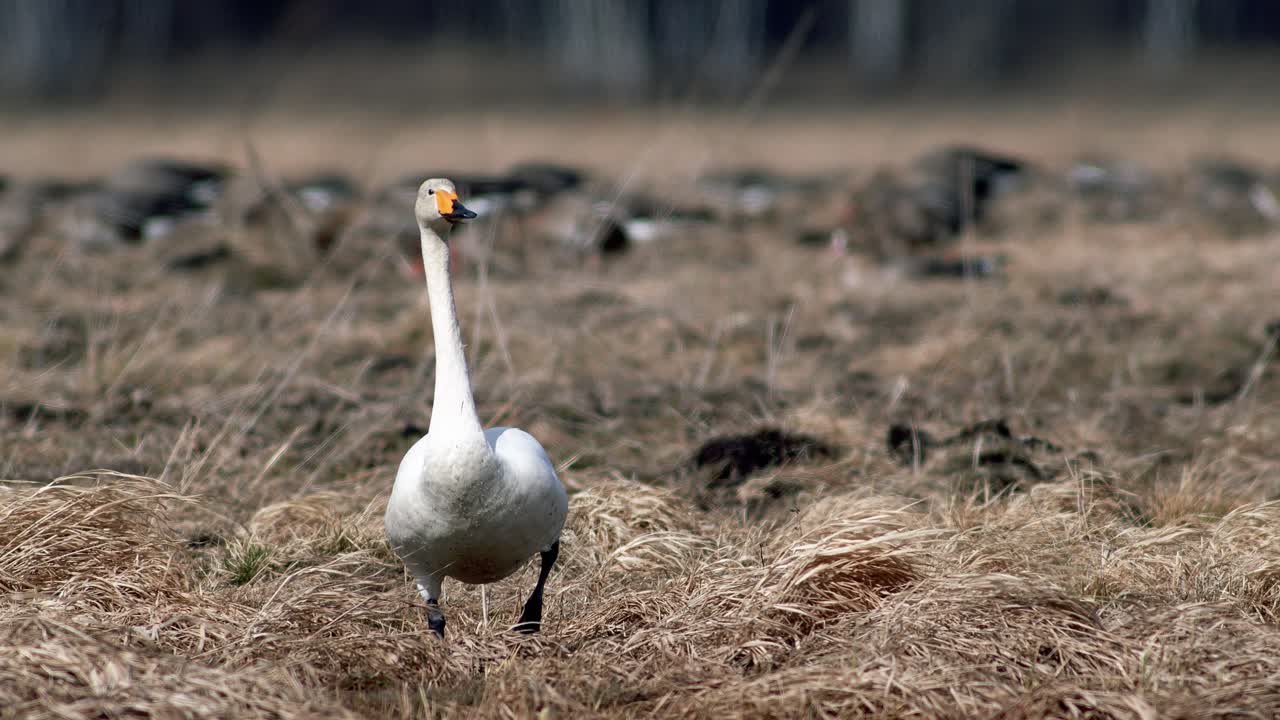cisnes cantores durante la migración de primavera descansando en un charco de prado inundado de hierba seca