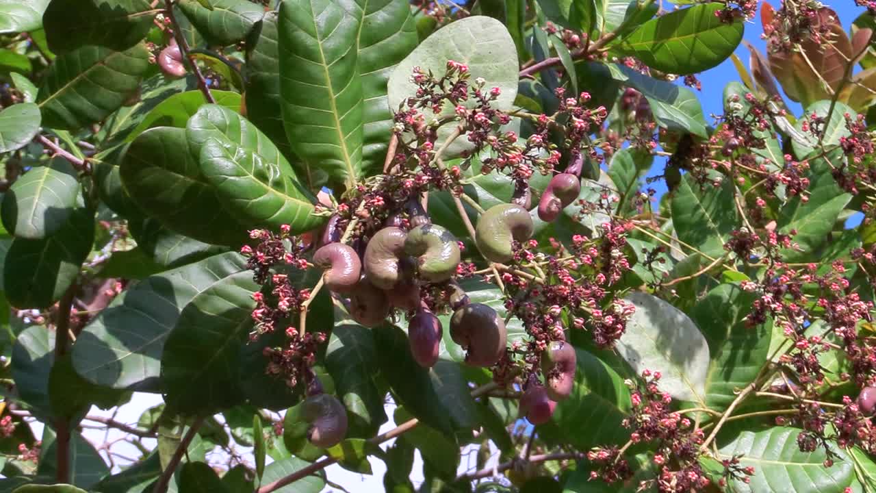 캐슈 나무와 과일 확대