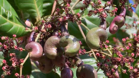 Zoom into a cashew tree and fruit