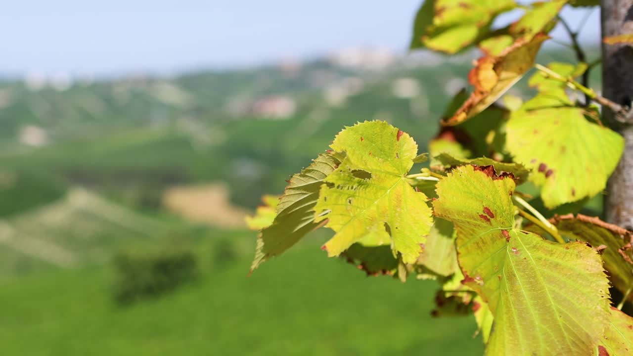 Detailed view of vibrant grape leaves with a blurred vineyard landscape in the background.