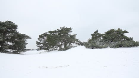 pan de árboles en la zona montañosa cubierta de nieve - de izquierda a derecha