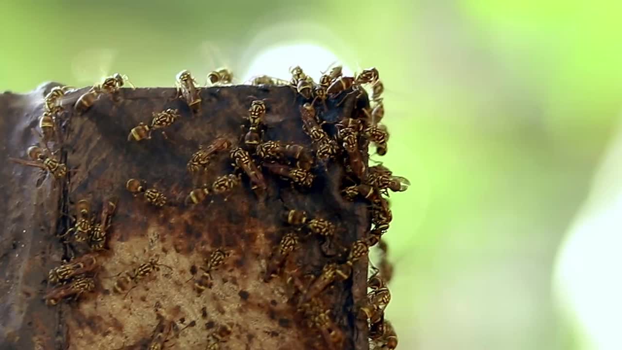 cerca de grupos de avispas que se agrupan en una pieza de tubo de metal con el fondo bokeh de ensueño brillante creando un ambiente de verano y estética