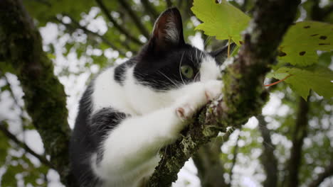 pet cat in tree, closeup