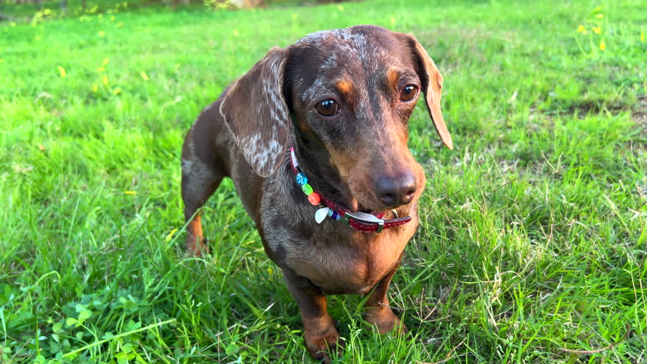 Cute brown with white spots dachshund dog with a necklace standing on green grass in a park, sweet wiener dog, sausage dog pet, 4K shot