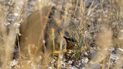 Greek-tortoise,-living-freely-in-the-wild,-walking-among-dry-grass