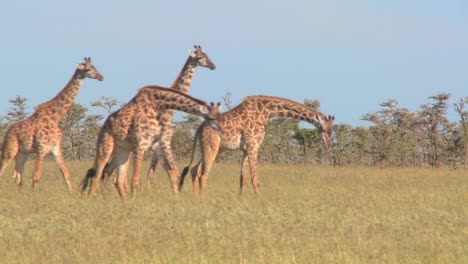 jirafas caminan a través de praderas doradas en áfrica
