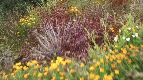 Aerial-low-pass-over-desert-wildflowers,-Tonto-National-Forest,-Sonoran-Desert,-Bartlett-Lake,-Arizona