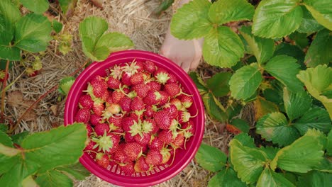 Arriba-Hacia-Abajo-De-Un-Balde-Lleno-Con-Fresas-En-El-Jardín