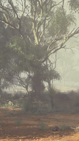 misty morning in a serene forest with eucalyptus trees and soft light