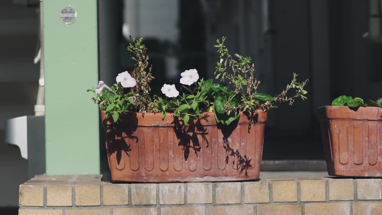 preciosas flores de petunia blanca en una maceta bajo la vibrante luz del sol en tokio, japón - tiro medio