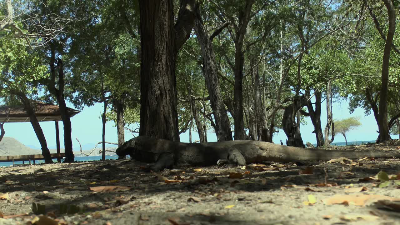 코모도 드래곤이 천천히 깨어나 걷기 시작합니다.