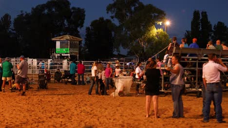 bull rider falls, crowd watches, night event