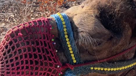 Langsames-Mo-Müdes-Kamel-In-Der-Türkei-Mit-Mundbedeckung-Und-Geschlossenen-Augen-In-Der-Wüste-Mittags-Kappadokien-Trekking