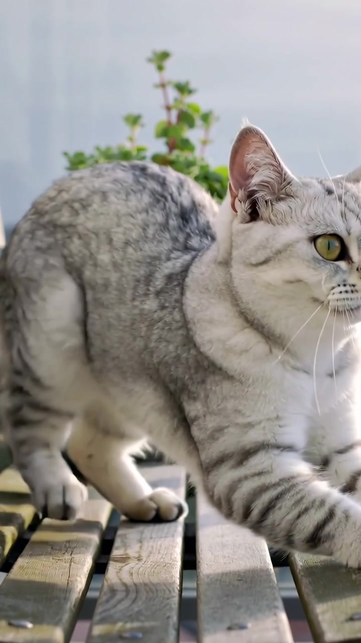 Video vertikal: Kucing tabby melangkah berjalan di bilah dek, menguap dan beristirahat di dekat tanaman