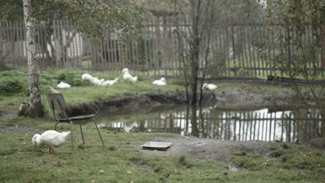 domestic ducks and geese