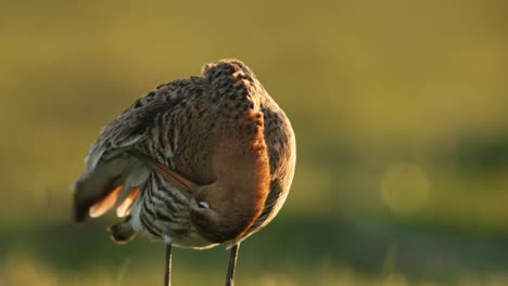 black-tailed godwit in a field