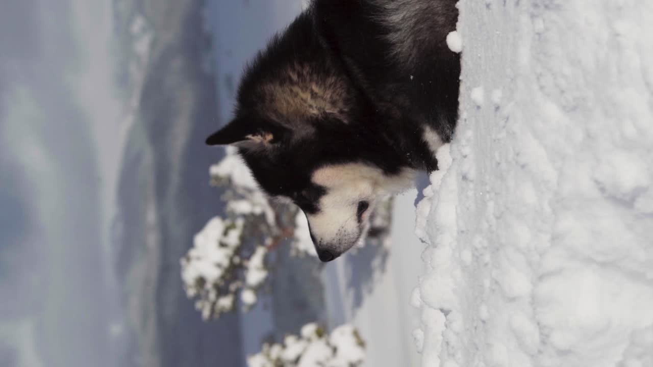 disparo vertical de malamute de alaska descansando sobre la nieve - primer plano