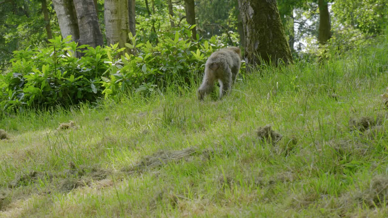 Mentre sale il pendio cercando cibo nella foresta di Trentham, un santuario della fauna selvatica dove sono protette le scimmie di Barberia (Macaca sylvanus) in via di estinzione