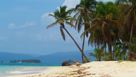 un paraíso de playa tropical con palmeras