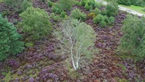 aerial flight, camera tilting up to reveal silver birch and heathland with heather in bloom