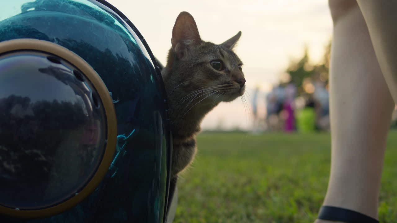 Woman owner with her cat in the animal carrier walking in the park close-up. Kitten in pet carrier