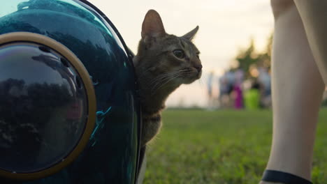 woman owner with her cat in the animal carrier walking in the park close-up. kitten in pet carrier