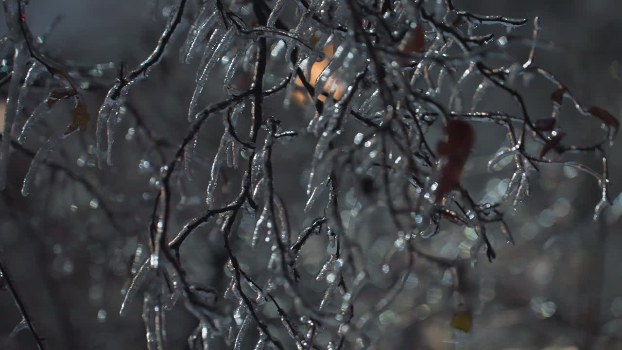 빙판과 함께 얼어붙은 벌거벗은 나무 가지의 클로즈업, 겨울 장면에서 얼어붙는 잎을 강조, 배경은 반이는 건물 불빛을 특징으로합니다.