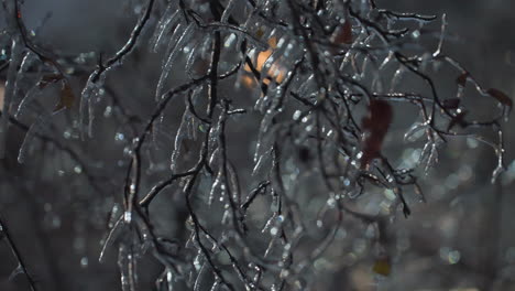 close-up of frosted bare tree branches with snowdrops, highlighting frozen leaves in a winter scene, background features glowing building lights