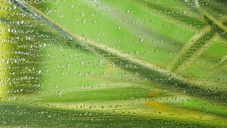 rain drops on a windowpane