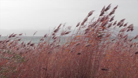 Plantas-De-Agua-Meciéndose-En-El-Viento