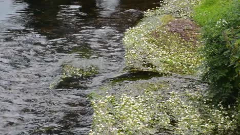 water flowing through creek along bank with weeds close up