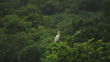 Una-Garcilla-Bueyera-O-Bubulcus-Ibis-En-Un-árbol-Después-De-La-Lluvia-En-Gwalior-Madhya-Pradesh