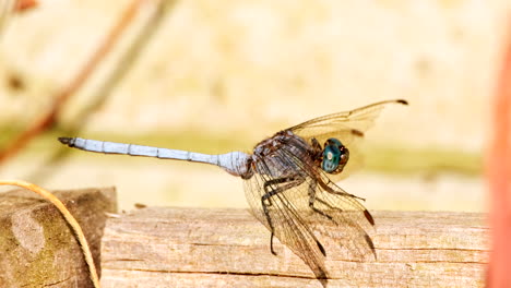 perfil de una delgada libélula azul con ojos azules que se brilla en el sol
