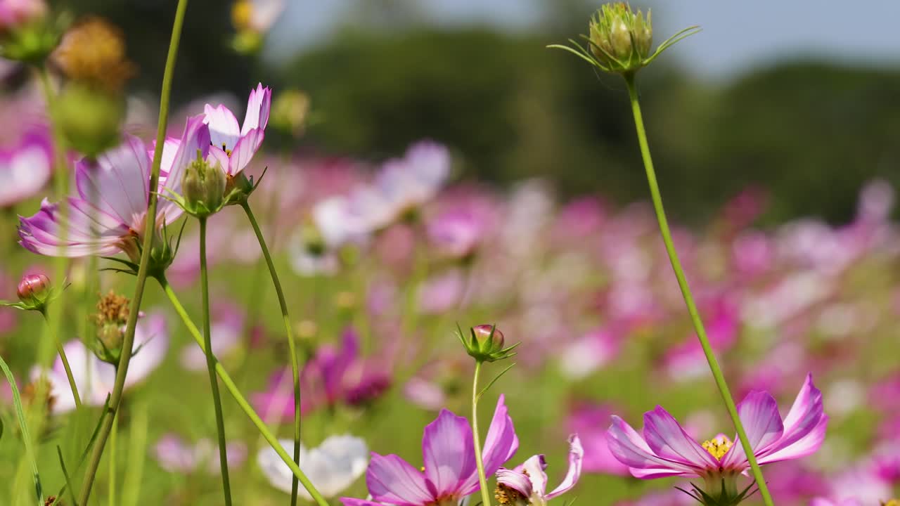 Close-up pan of pink, white cosmos flowers in sunlit meadow, shallow depth of field