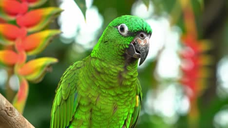 vibrant green parrot eating a stick surrounded by colorful tropical flora captured in stunning detail, showcasing nature's beauty and wildlife behavior