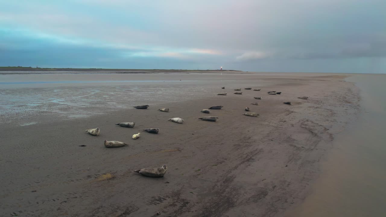 Sæler på vadehavsøen Texels mudderflader, Slufter Vallei, Holland.