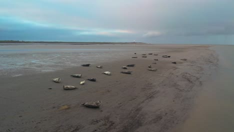 Seals-on-Texel-Wadden-Sea-Island-Mudflats,-Slufter-Vallei,-Netherlands