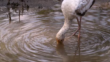 Milchstorch-Jagt-Mit-Seinem-Langen-Schnabel-Im-Seichten-Wasser-Nach-Nahrung---Nahaufnahme